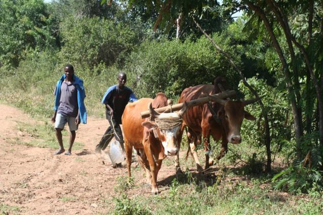 A farmer coming in from plowing the fields on the way to Homa-Bay 