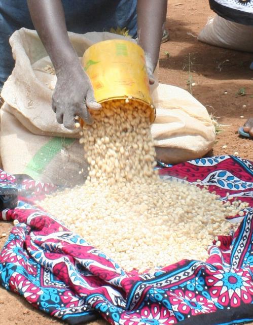 Corn (hindi) is one of the main staples of food for the people of Homa-Bay 