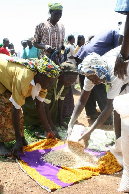 The distribution of Corn (hindi) to the people of Homa-Bay 