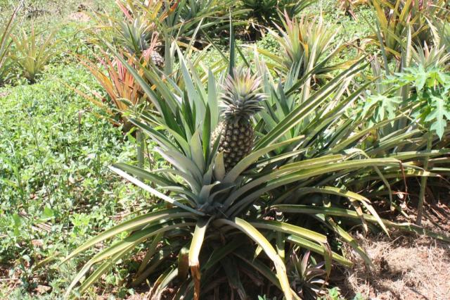 A pineapple bush 