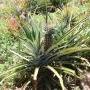A pineapple bush 
