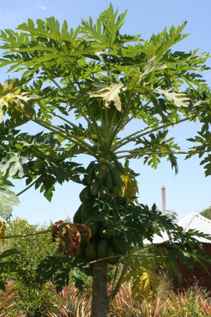 A Papaya tree 