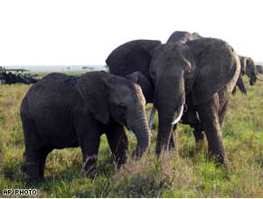 Elephants graze in Kenya's Masai Mara Game Reserve